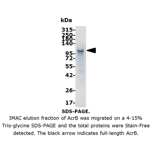 AcrB (Acriflavine resistance Protein B)