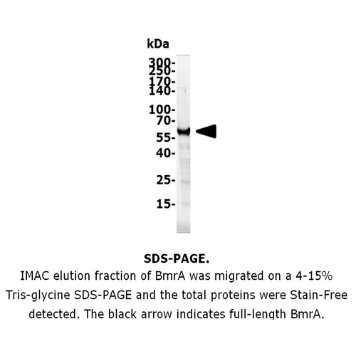 BmrA (Bacilus subtilis multidrug resistance ABC transporter ATP-binding Protein)
