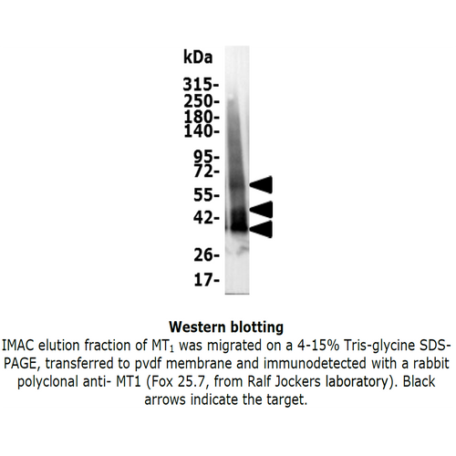 MT1 (Melatonin receptor 1)