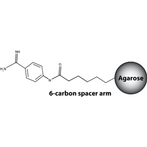 p-Aminobenzamidine Agarose