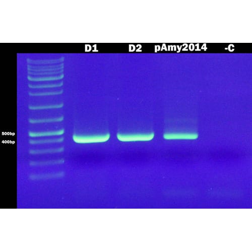 Confirming the Amylase gene using PCR (Lab 13H)