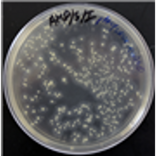 Transformation of E. coli with p-Amylase (Lab 8C)