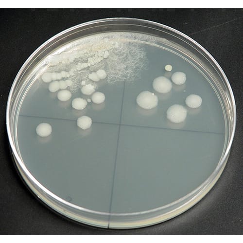 Isolation and Characterization of Bacteria