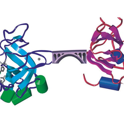 Protein Cross-linking