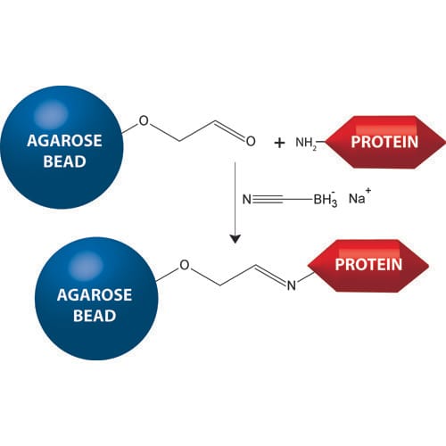 HOOK™ Aldehyde Activated Agarose (Amine Reactive)
