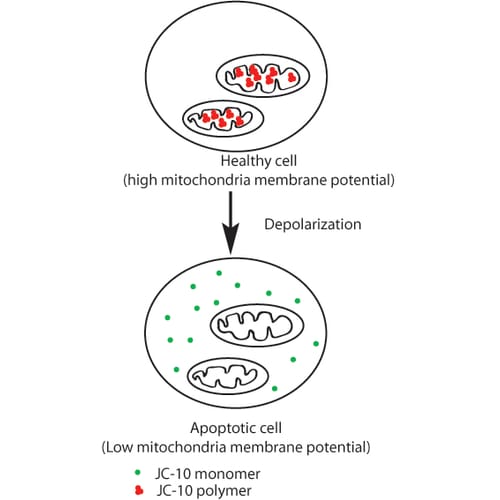 JC-10 Mitochondrial Membrane Potential Assay