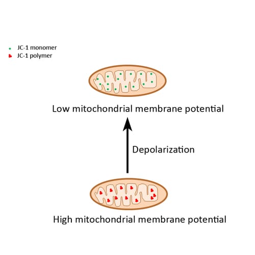 JC-1 Mitochondrial Membrane Potential Assay