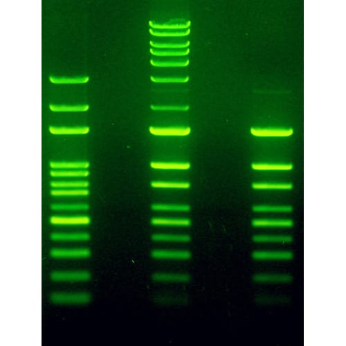 LabSafe™ Nucleic Acid Stain [10,000X]