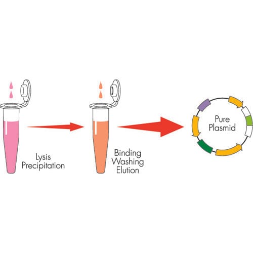 Plasmid Isolation (Solid Particle)