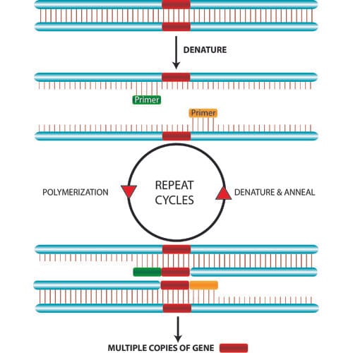 Polymerase Chain Reaction (PCR) Reagents and Supplies