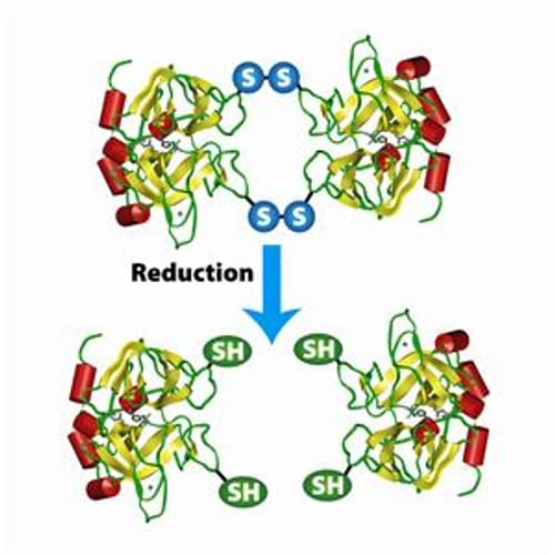 Protein-S-S-Reductant™ TCEP Solution