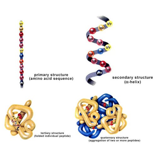 Protein Structure Analysis