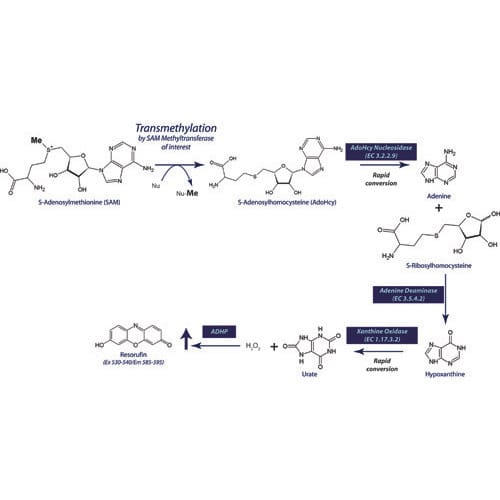 SAM-fluoro: SAM Methyltransferase Assay