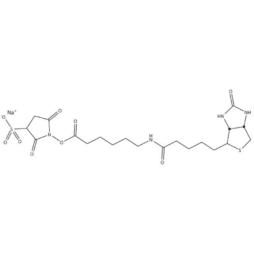 HOOK™-Sulfo-NHS-LC-Biotin