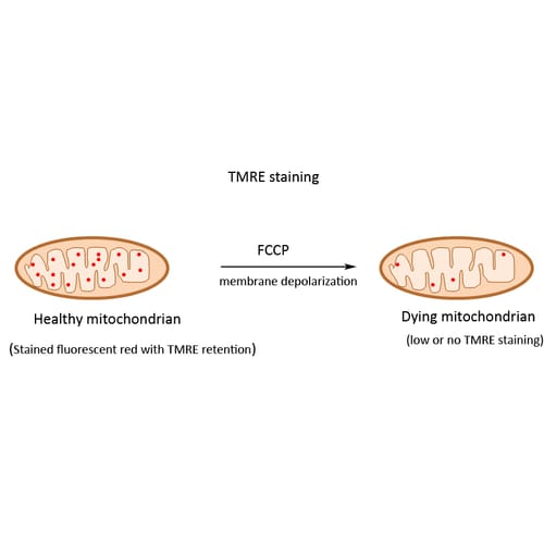 TMRE Mitochondrial Membrane Potential Assay