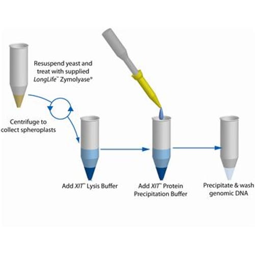 XIT™ Genomic DNA from Yeast