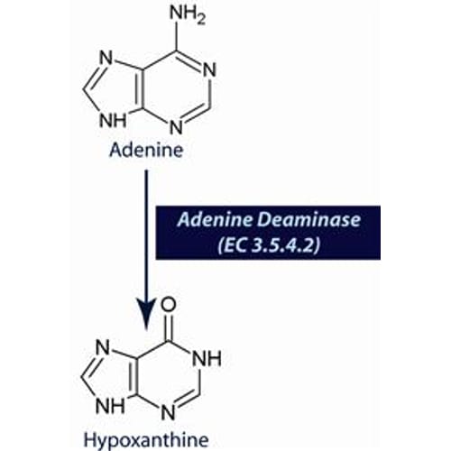 Adenine Deaminase (EC 3.5.4.2)